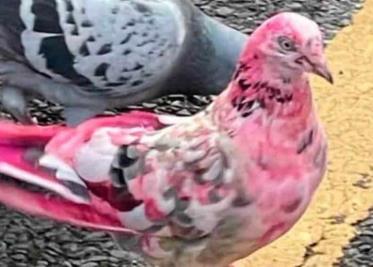 Misteriosa paloma rosa intriga a los habitantes de una ciudad inglesa
