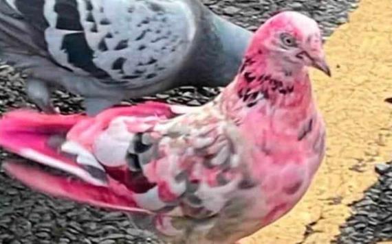 Misteriosa paloma rosa intriga a los habitantes de una ciudad inglesa