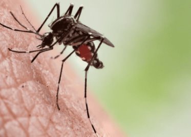 Casi 950 muertos y cerca de 200 mil contagios por brote de dengue en Bangladesh