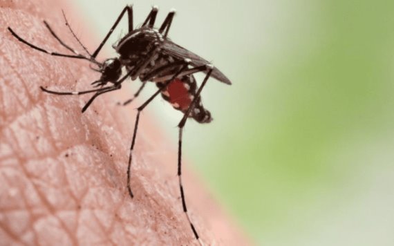 Casi 950 muertos y cerca de 200 mil contagios por brote de dengue en Bangladesh