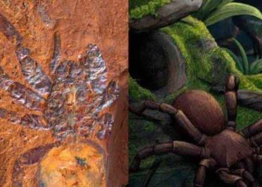 Hallan fósil de una araña gigante en Australia