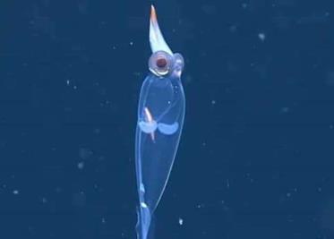 Científicos captan en Alaska un calamar transparente de aspecto alienígena | VIDEO