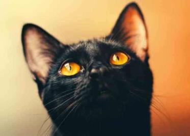 Octubre es el peor mes para los gatitos negros, esta es la razón