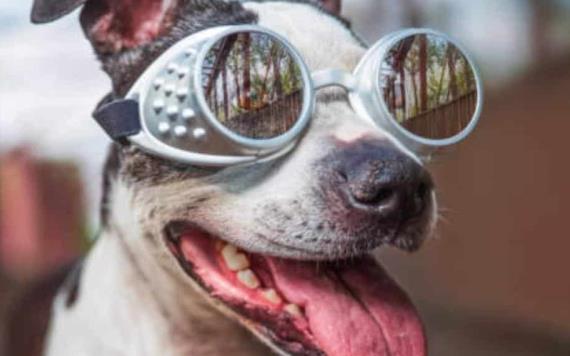 Recomienda IMSS evitar exposiciones prolongadas y cuidado de animales ante eclipse