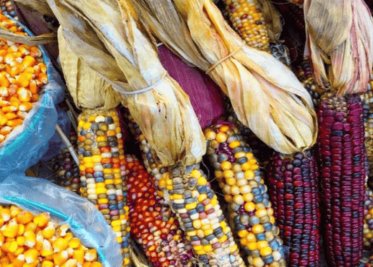 Tres variedades de maíz transgénico son autorizadas por Europa
