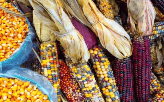 Tres variedades de maíz transgénico son autorizadas por Europa