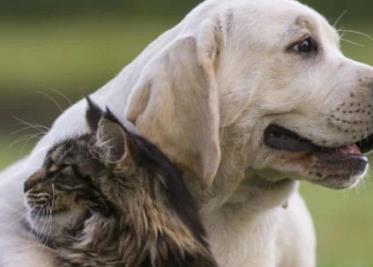 Rescatan más de 400 perros y gatos en España tras desmantelar red de tráfico de animales