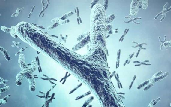 Cromosoma masculino podría desaparecer, revelan científicos