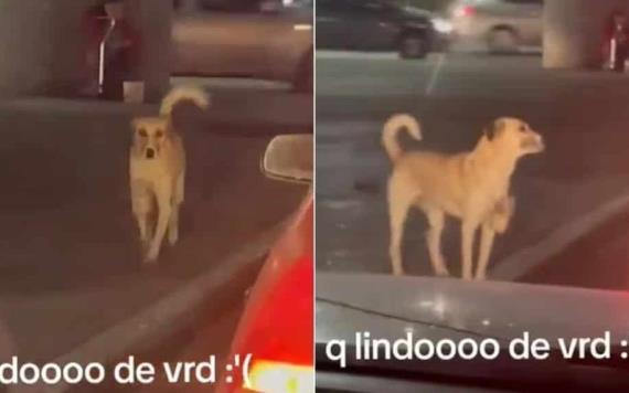 VIDEO: Perrito pide dinero en semáforo para ayudar a su dueña con discapacidad en SLP
