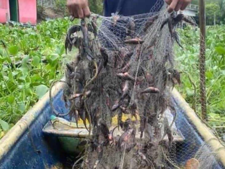 Frente frío arroja topen a orillas de conocida laguna en Paraíso Frente frío arroja topen a orillas de conocida laguna en Paraíso
