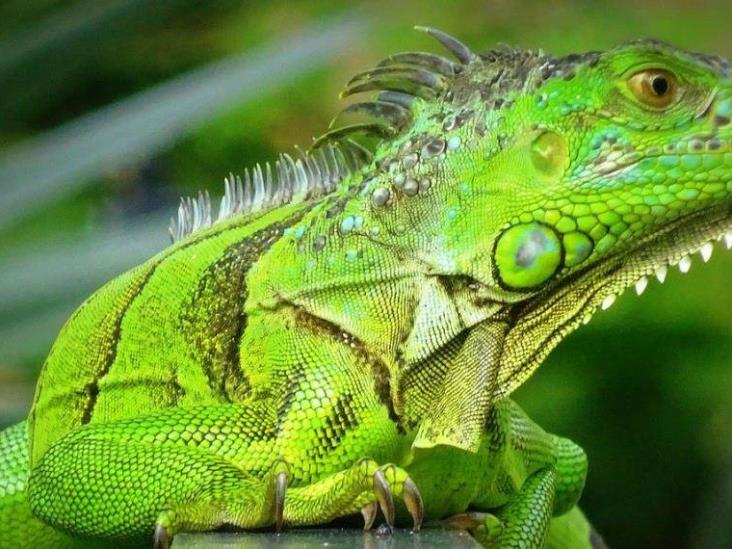 ¡Qué mal andamos también en zoología elemental! ¡Qué mal andamos también en zoología elemental!