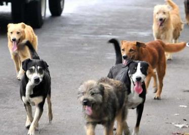 México es el país con más perros callejeros del mundo