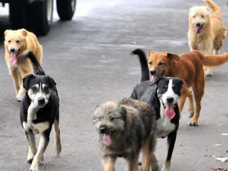 México es el país con más perros callejeros del mundo México es el país con más perros callejeros del mundo