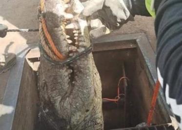 En Tamaulipas encuentran cocodrilo de casi tres metros en una alcantarilla