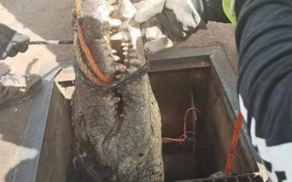 En Tamaulipas encuentran cocodrilo de casi tres metros en una alcantarilla