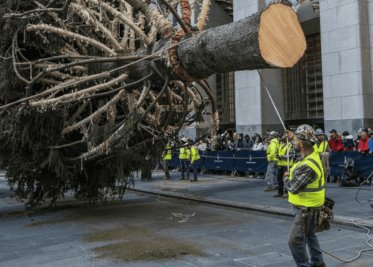 Gran árbol de Navidad del Rockefeller Center llega a Manhattan