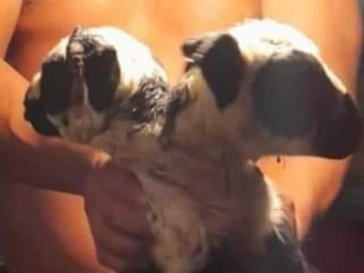 Nace borrego con dos cabezas en Nacajuca Nace borrego con dos cabezas en Nacajuca
