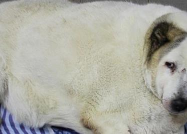 Perrito callejero que pesa 100 kilos fue rescatado