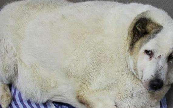 Perrito callejero que pesa 100 kilos fue rescatado