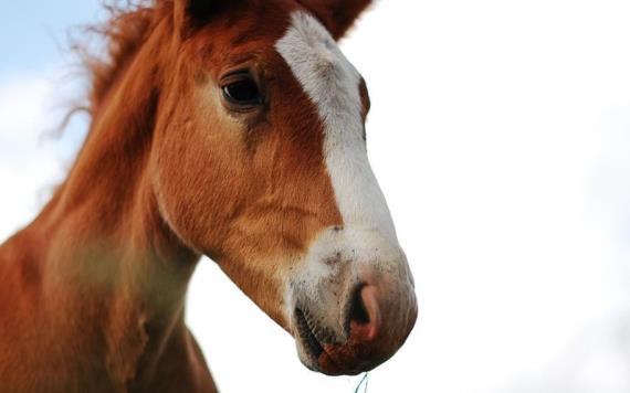 Nuevo virus de caballos afecta a los humanos