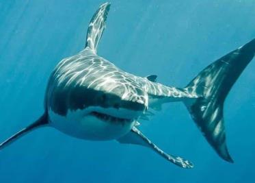Tiburón mata a mujer en playas de Jalisco