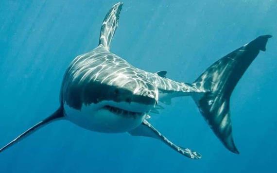 Tiburón mata a mujer en playas de Jalisco