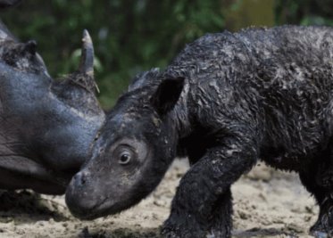 Nació rinoceronte Sumatra, especie en peligro de extinción