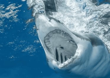 Ataque de tiburón en Jalisco fue la suma de varios factores