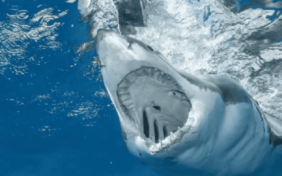 Ataque de tiburón en Jalisco fue la suma de varios factores