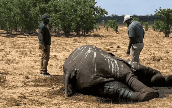 Decenas de elefantes murieron de sed tras sequía en Zimbabue