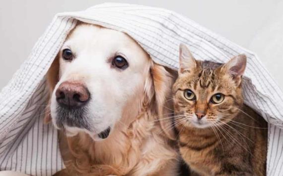 Te decimos cuatro secretos para lograr una sólida amistad entre perros y gatitos