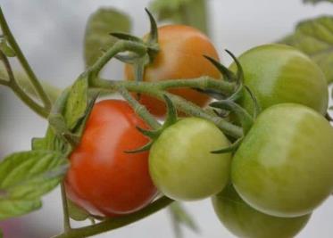 NASA encuentra tomates perdidos en el espacio hace casi un año; así lucen