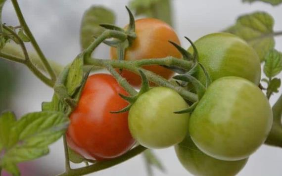 NASA encuentra tomates perdidos en el espacio hace casi un año; así lucen