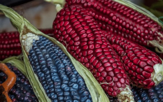 Organizaciones piden que Gobierno de México contrademade a EU por maíz transgénico