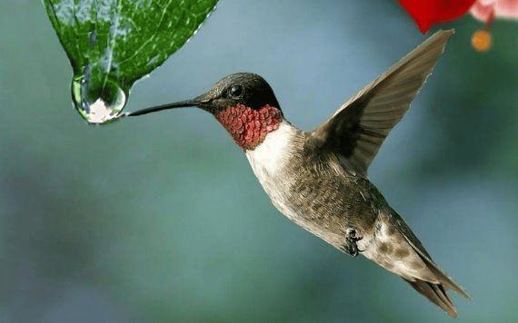 En Puebla crean el primer santuario de colibríes