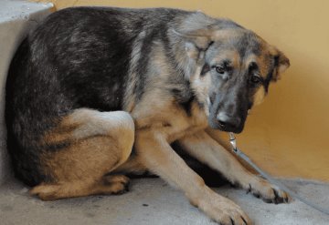 Daños que la pirotecnia provoca a las mascotas