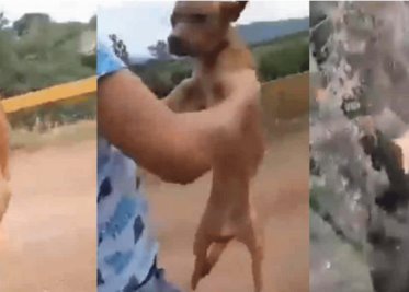 VIDEO: Joven lanza a perrito desde un puente en Michoacán