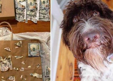El perro de una pareja en Pensilvania devoró 4 mil 500 dólares