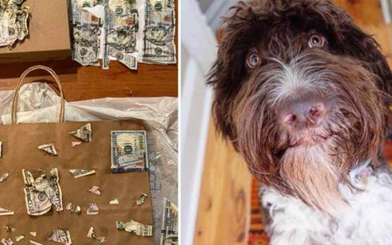 El perro de una pareja en Pensilvania devoró 4 mil 500 dólares