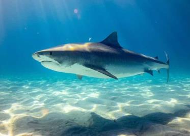 Buzo graba momentos de agonía; tiburón lo atacó en costas de Australia