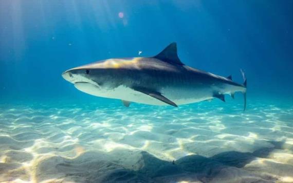 Buzo graba momentos de agonía; tiburón lo atacó en costas de Australia