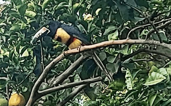 Aparece tucancillo o tucaneta tricolor, ave añeja exótica en Balancán
