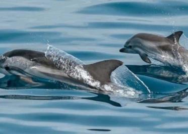 Encuentran delfín muerto en playa de Arroyo Verde de Paraíso