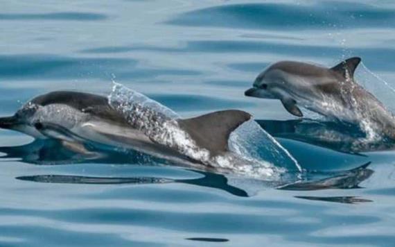 Encuentran delfín muerto en playa de Arroyo Verde de Paraíso