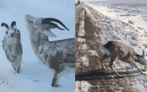 VIDEO: Animales congelados por bajas temperaturas en Noruega