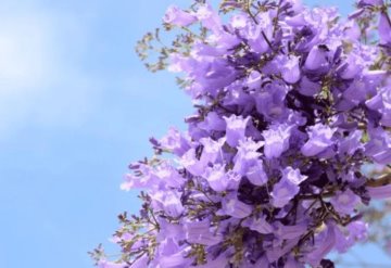 ¿Es real el florecimiento de Jacarandas que ha alertado a CDMX?