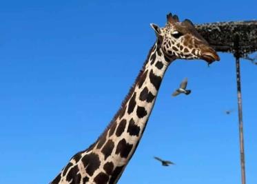 ´¡Bienvenido Benito!´, así recibió Africam Safari a la jirafa que sufría maltrato