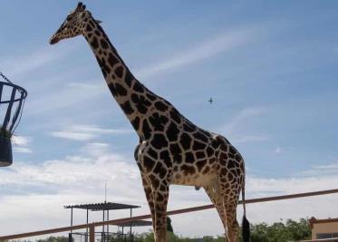 La jirafa Benito se encuentra con su nueva familia en Africam Safari