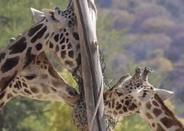 VIDEO: Benito, la jirafa explora su nuevo hogar en Africam Safari