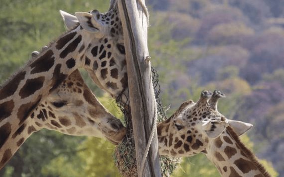 VIDEO: Benito, la jirafa explora su nuevo hogar en Africam Safari